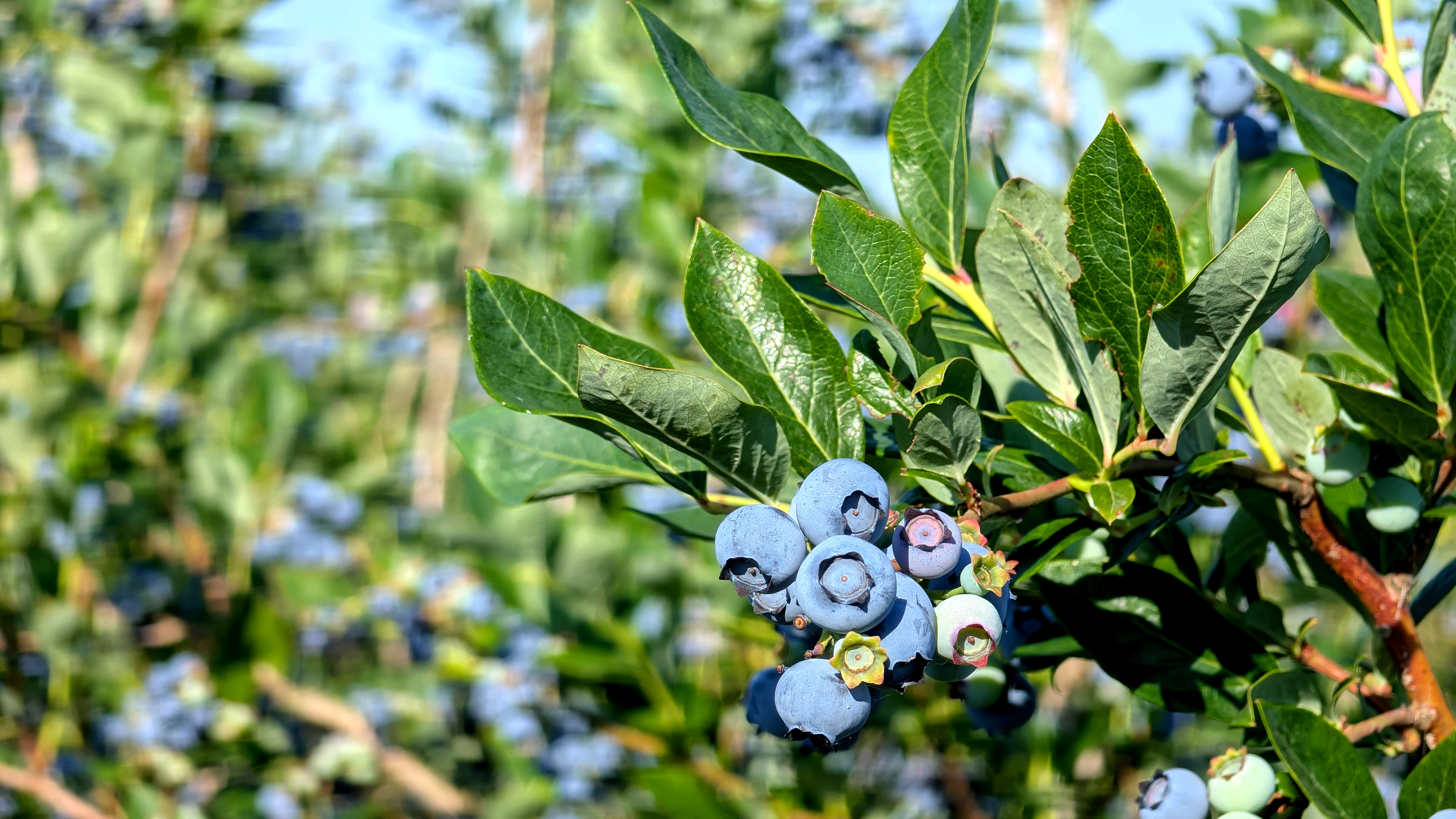 Blueberry Picking